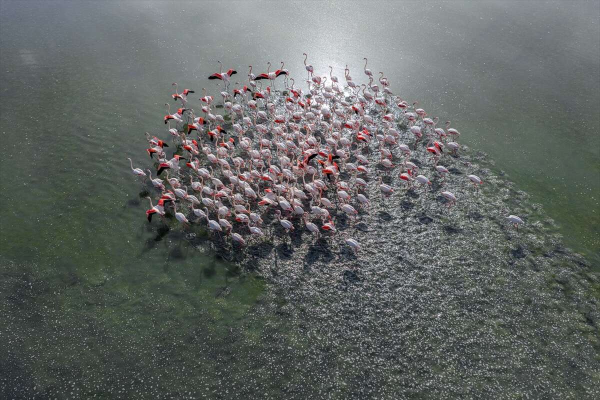 Konya’da kuruyan göl yeniden canlandı, flamingolar geri döndü 4